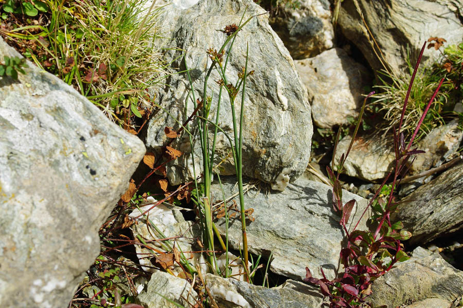 Juncus articulatus / Giunco nodoso